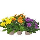 Chrysanthème multifleurs 3 boutures en promo chez Carrefour Tremblay-en-France à 2,99 €