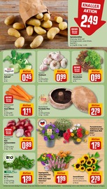 Ähnliche Zitronenbaum Angebote im Prospekt "Dein Markt" von REWE in Schorndorf Ähnliche Angebote wie Zitronenbaum im Prospekt "Dein Markt" auf Seite 7 von REWE in Schorndorf