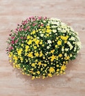 Chrysantheme Tricolore - U Express à Épinal Chrysantheme Tricolore en promo chez U Express Épinal à 10,49 €