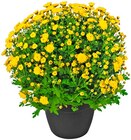 Penny - Chrysanthemenbusch Angebot im Prospekt Chrysanthemenbusch bei Penny im Prospekt "" für 3,99 €