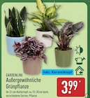 Außergewöhnliche Grünpflanze bei ALDI Nord im Ostseebad Heringsdorf Prospekt für 3,99 €