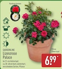 Lizenzrose Palace Angebot im ALDI Nord Prospekt Lizenzrose Palace im ALDI Nord Prospekt zum Preis von 6,99 €