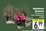 Bepflanzter Spankorb  im aktuellen EDEKA Prospekt für 6,99 €