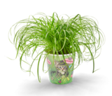 Katzengras im Kaufland Prospekt Katzengras von im aktuellen Kaufland Prospekt fĂŒr 2,49 âŹ