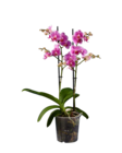 Phalaenopsis Multiflora Angebote bei Lidl Düsseldorf für 7,99 €