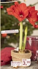 Aktuelles Amaryllis Angebot bei Garten-Center Nordharz GmbH & Co. KG in Hannover ab 3,99 €