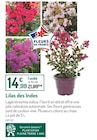 Lilas des Indes - Botanic Lilas des Indes à 14,99 € dans le catalogue Botanic