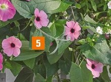 Thunbergien (Thunbergia) bei OBI in Saarbrücken Thunbergien (Thunbergia) im Angebot bei OBI Saarbrücken für 4,99 €