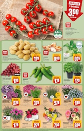 REWE Blumen im Prospekt REWE Blumen im Prospekt