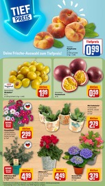 Ähnliche Obstbaum Angebote im Prospekt "Dein Markt" von REWE in Herne Ähnliche Angebote wie Obstbaum im Prospekt "Dein Markt" auf Seite 7 von REWE in Herne