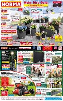 Blumentopf im Norma Prospekt "Mehr fürs Geld" mit 16 Seiten (Nürnberg)