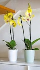 Schmetterlingsorchidee oder Orchideentopf „Thalia” im Angebot bei BayWa Bau- und Gartenmärkte in Kirchheim Schmetterlingsorchidee oder Orchideentopf „Thalia” Angebote bei BayWa Bau- und Gartenmärkte Kirchheim für 3,99 €