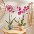 Promo Orchidée Phalaenopsis (h) à 7,99 € dans le catalogue Carrefour Market à Vatan