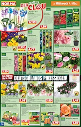 Norma Heckenpflanzen im Prospekt Norma Heckenpflanzen im Prospekt