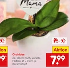 Aktuelles Orchidee Angebot bei Netto Marken-Discount in Duisburg ab 7,99 €