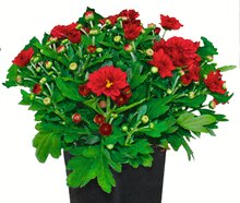 Chrysanthemen bei Jawoll in Hanau Chrysanthemen im Angebot bei Jawoll Hanau für 1,45 €