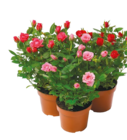 Topfrose für 1,99 € bei Netto mit dem Scottie im Angebot Topfrose im aktuellen Netto mit dem Scottie Prospekt