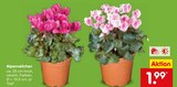 Aktuelle Zimmerpflanzen Angebote bei Netto Marken-Discount in Duisburg Aktuelles Alpenveilchen Angebot bei Netto Marken-Discount in Duisburg ab 1,99 €