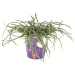 Korallenkaktus bei toom Baumarkt im Ribnitz-Damgarten Prospekt für 7,99 €