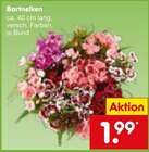 Bartnelken im Netto Marken-Discount Prospekt Bartnelken im aktuellen Netto Marken-Discount Prospekt für 1,99 €
