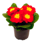 Blumenzwiebel Angebote bei Marktkauf Stade für 0,99 €