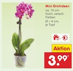 Mini Orchideen im aktuellen Prospekt bei Netto Marken-Discount in Achstetten