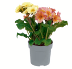 Stängelprimel  im aktuellen toom Baumarkt Prospekt für 3,79 €