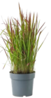 Gartenpflanze für 6,99 € bei Kaufland im Angebot Gartenpflanze im aktuellen Kaufland Prospekt