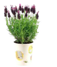 Aktuelles Rosen Angebot bei EDEKA in Hamburg ab 4,99 €