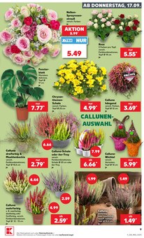 Blumen im aktuellen Kaufland Prospekt (Erlangen) Blumen im Kaufland Prospekt "Hier bin ich richtig" mit 78 Seiten (Erlangen)