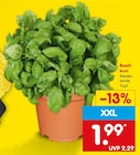 Netto Marken-Discount - Basilikum Angebot im Prospekt Basilikum bei Netto Marken-Discount im Prospekt "" für 1,99 €