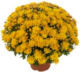 Chrysanthème - Carrefour à Guyancourt Chrysanthème en promo chez Carrefour Guyancourt à 2,50 €
