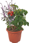 Kübelpflanze "Basilikum meets Tomate" im tegut Prospekt Kübelpflanze "Basilikum meets Tomate" von im aktuellen tegut Prospekt für 17,90 €