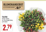 Tulpen Angebote bei Marktkauf Bochum für 2,79 €