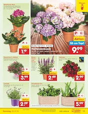 Hortensie im Netto Marken-Discount Prospekt in Pirna Aktueller Netto Marken-Discount Prospekt mit Hortensie, "Aktuelle Angebote", Seite 15