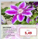 Labertaler Fachmarkt - Waldrebe Angebot im Prospekt Waldrebe bei Labertaler Fachmarkt im Prospekt "" für 5,49 €