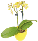 Kaufland Tuttlingen - Orchidee im Keramik-Übertopf Angebot im Prospekt Orchidee im Keramik-Übertopf bei Kaufland im Tuttlingen Prospekt für 6,99 €