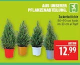 Zuckerhutfichte im Angebot bei Marktkauf in Bautzen Zuckerhutfichte Angebote bei Marktkauf Bautzen für 12,99 €