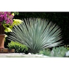 Promo Yucca à 89,99 € dans le catalogue Carrefour Market à Saint-Loubès