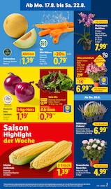 Pflanzen im Lidl Prospekt in Beckum Aktueller Lidl Prospekt mit Pflanzen, "LIDL LOHNT SICH", Seite 3