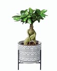 Plantes vertes en pot design en promo chez Lidl Amiens à 6,99 €