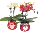 Mini Orchidee von  im aktuellen V-Markt Prospekt für 9,99 €