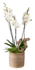 Orchidée 3 tiges en pot tressé en promo chez Lidl Antibes à 19,99 €