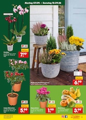 Pflanzen im Netto Marken-Discount Prospekt in Mönchengladbach Aktueller Netto Marken-Discount Prospekt mit Pflanzen, "Aktuelle Angebote", Seite 17