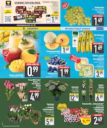 EDEKA Zimmerpflanzen im Prospekt 