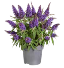 Sommerflieder 'Butterfly Candy' im OBI Prospekt Sommerflieder 'Butterfly Candy' von OBI im aktuellen OBI Prospekt für 14,99 €