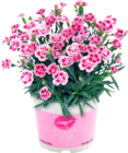 Promo OEILLET (DIANTHUS) à 2,00 € dans le catalogue Auchan Hypermarché ""