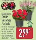 Aktuelles Große Geranie Angebot bei ALDI Nord in Wuppertal ab 2,99 €