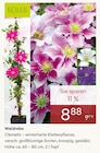 Clematis von Kölle im aktuellen Pflanzen Kölle Prospekt für 8,88 €
