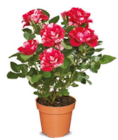zweifarbige Rose im Angebot bei Netto Marken-Discount in Pforzheim zweifarbige Rose Angebote bei Netto Marken-Discount Pforzheim für 2,99 €